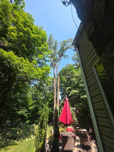 Backyard tree takedown in progress with patio and crew.