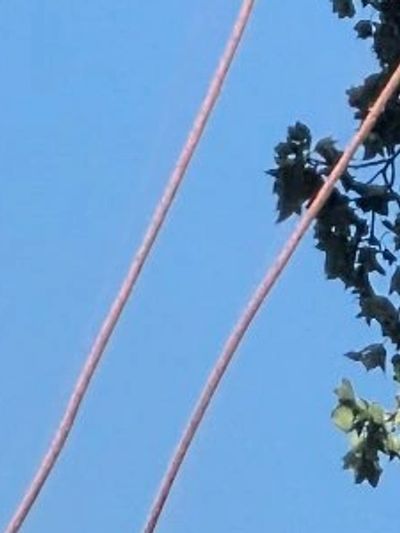 Arborist wearing an orange helmet working high in a tree.