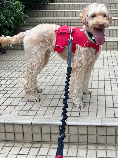 A happy dog wearing a red harness standing on tiled steps.