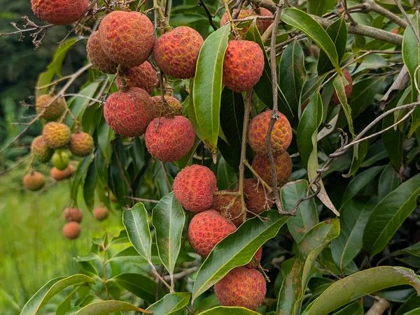  Lychee from our farm in Mameyes, Jayuya