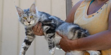 Los Gatos Maine Coons Queen Camilla