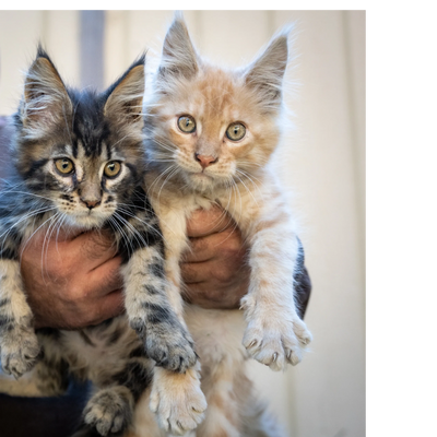 Los Gatos Maine Coons Kittens 