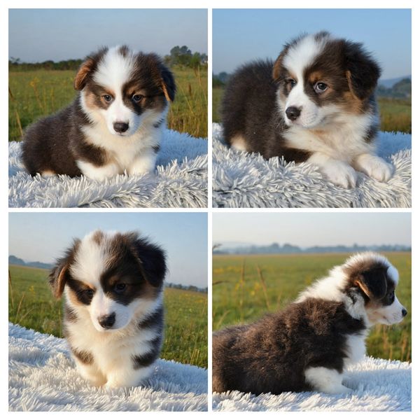 Corgis for sale
Corgi puppies for sale
Corgi puppies for sale in Oklahoma