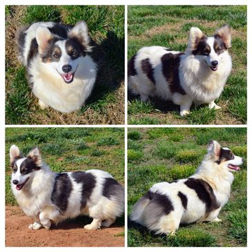 Corgis for sale
Corgi puppies for sale
Corgi puppies for sale in Oklahoma