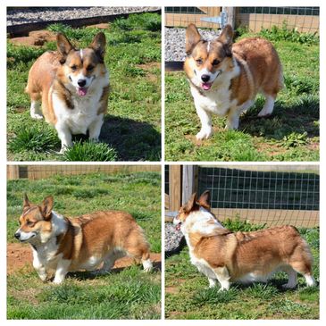 Corgis for sale
Corgi puppies for sale
Corgi puppies for sale in Oklahoma