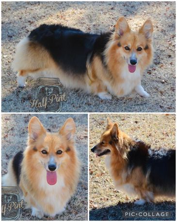 Corgis for sale
Corgi puppies for sale
Corgi puppies for sale in Oklahoma