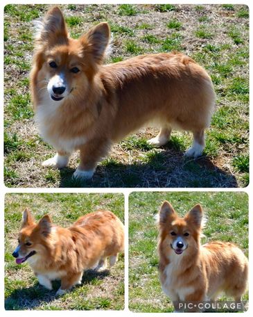 Corgis for sale
Corgi puppies for sale
Corgi puppies for sale in Oklahoma