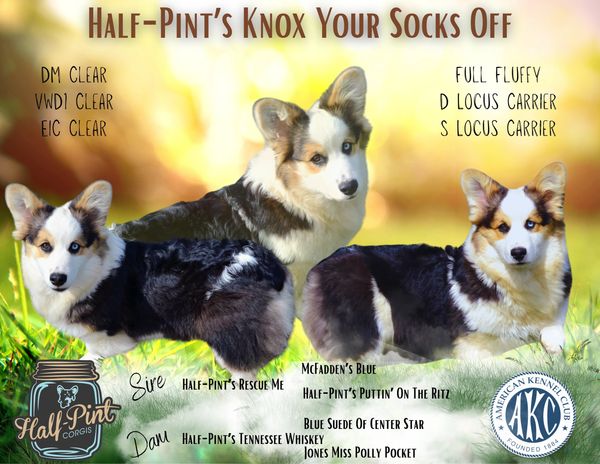 Corgis for sale
Corgi puppies for sale
Corgi puppies for sale in Oklahoma