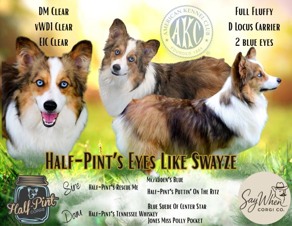 Corgis for sale
Corgi puppies for sale
Corgi puppies for sale in Oklahoma