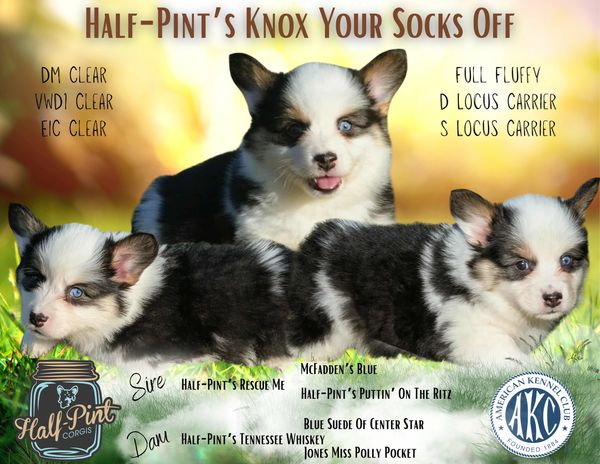 Corgis for sale
Corgi puppies for sale
Corgi puppies for sale in Oklahoma