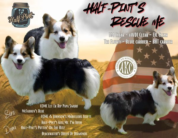 Corgis for sale
Corgi puppies for sale
Corgi puppies for sale in Oklahoma