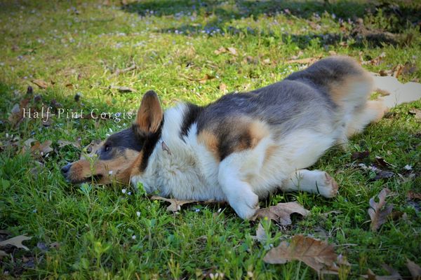 Corgis for sale
Corgi puppies for sale
Corgi puppies for sale in Oklahoma