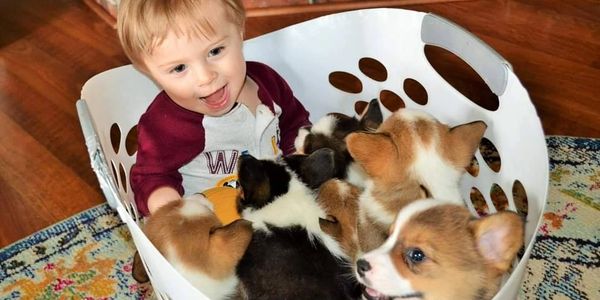 Half Pint Corgis Corgi Puppies For Sale Tahlequah Oklahoma