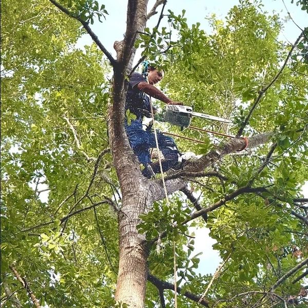 A man climbs a tree using a chainsaw for trimming branches.