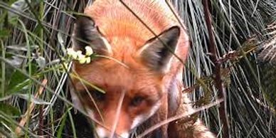 A typical life span of a fox is 5 years, and a vixen can have 4 - 6 kits every year .