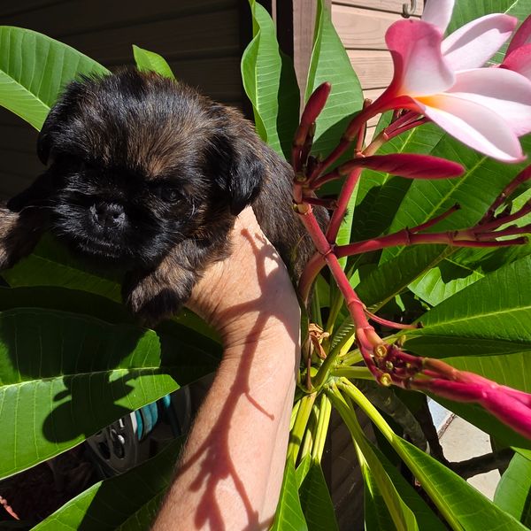 A small puppy being held among green leaves and pink flowers.