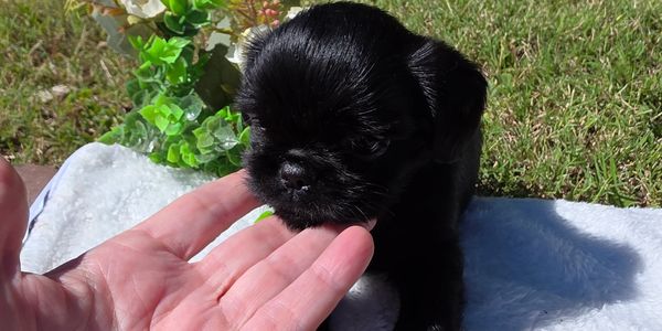 A tiny black puppy resting on a white blanket outdoors, with a hand gently touching its chin.