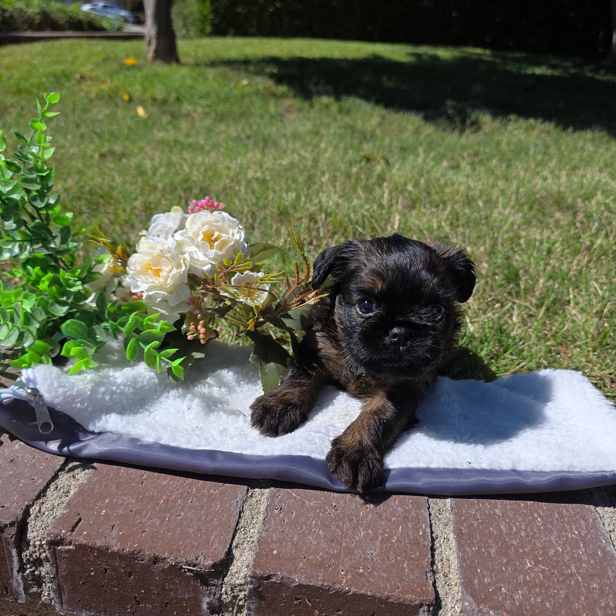A small puppy resting on a soft blanket beside artificial flowers outdoors.