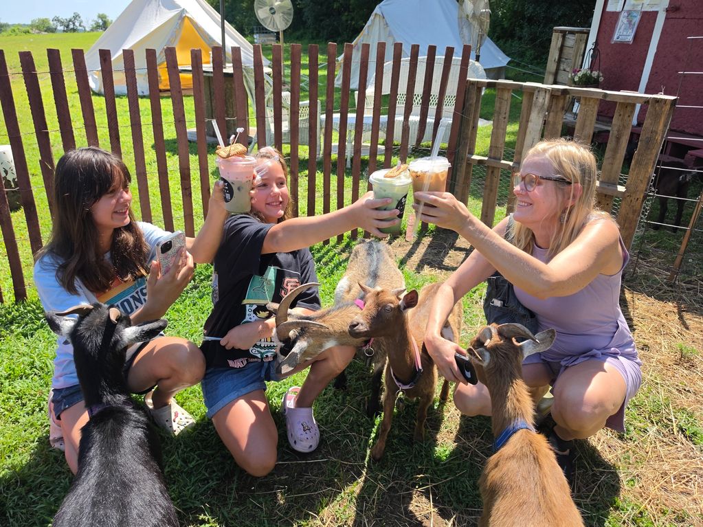 Three people toasting drinks surrounded by goats on grass.