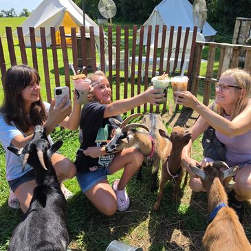 Three people toasting drinks in a farm setting with goats.