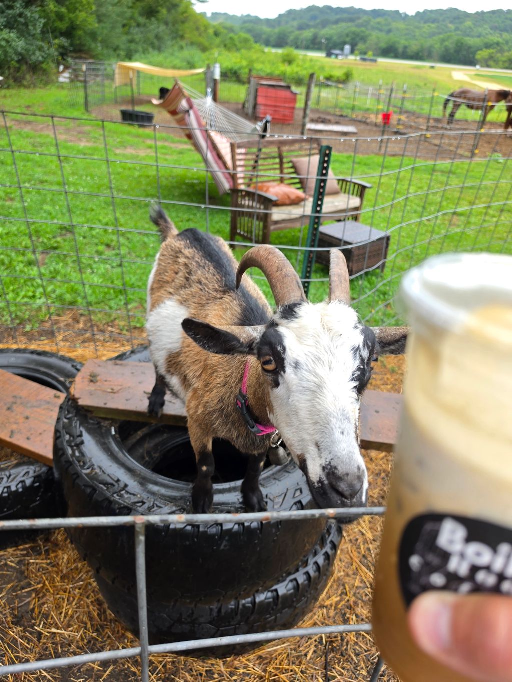 Goat standing on tires behind a fence with a drink in hand.