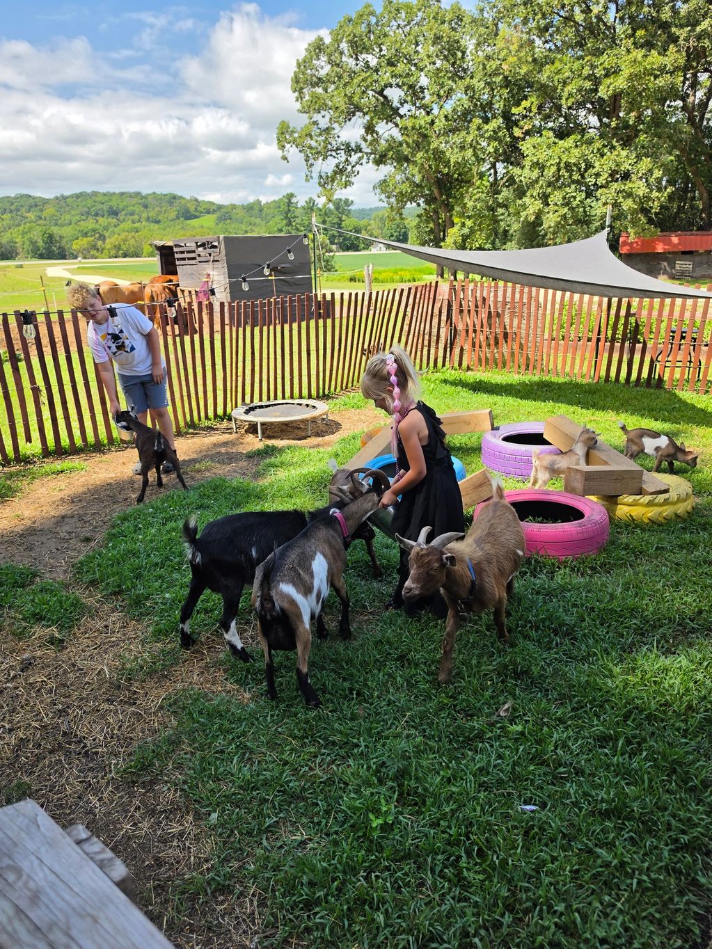 Children playing with goats in a fenced grassy area on a sunny day.