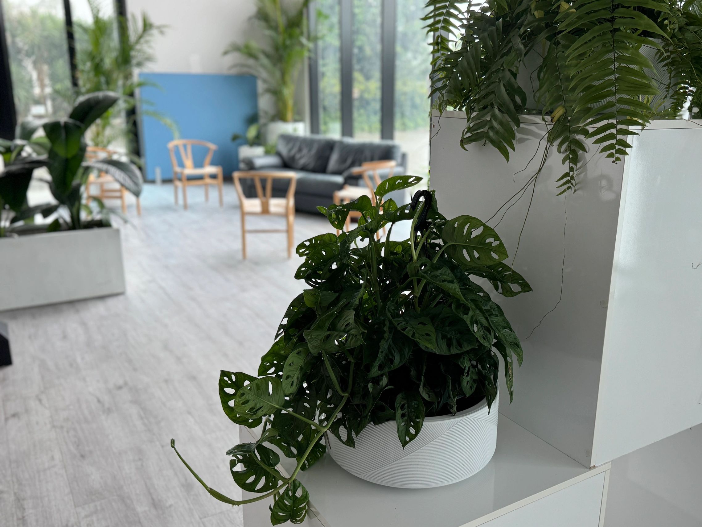 Modern indoor space with lush green plants and minimalistic furniture.