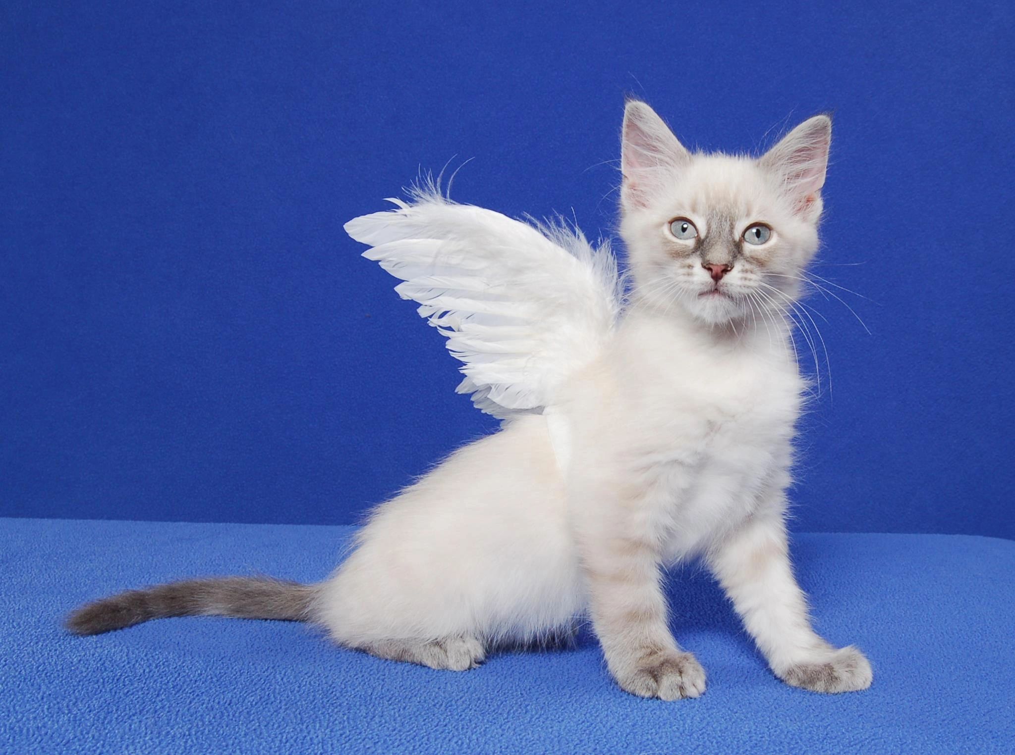 Pet angel. Кошка ангел. Кошки ангелы порода. Ангельская кошечка. Кошки ангелы фото.