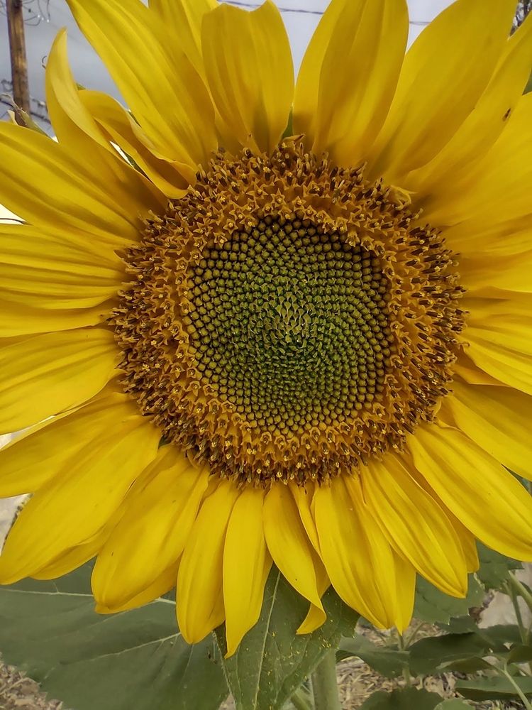 Beautiful sunflower in bloom