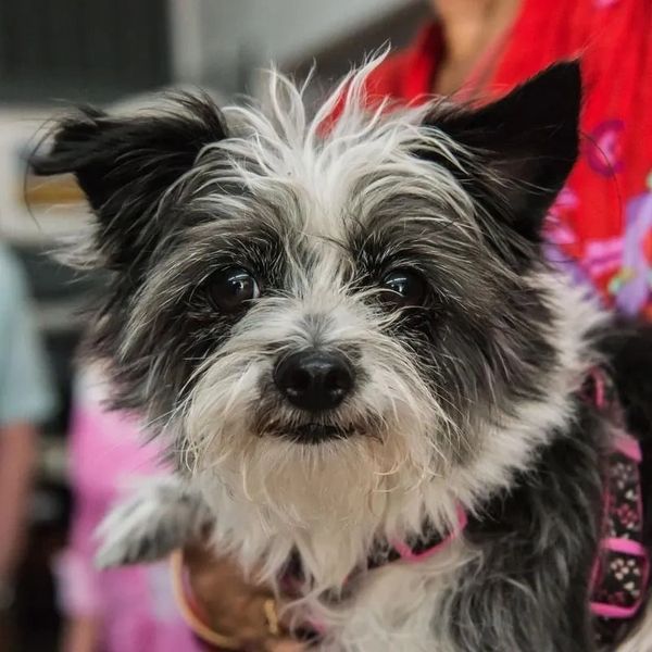 A black and white small dog named Bella