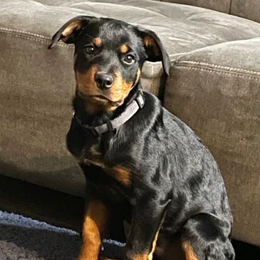 rottie puppy