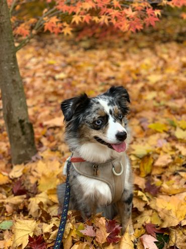 Mini Australian American Shepherd