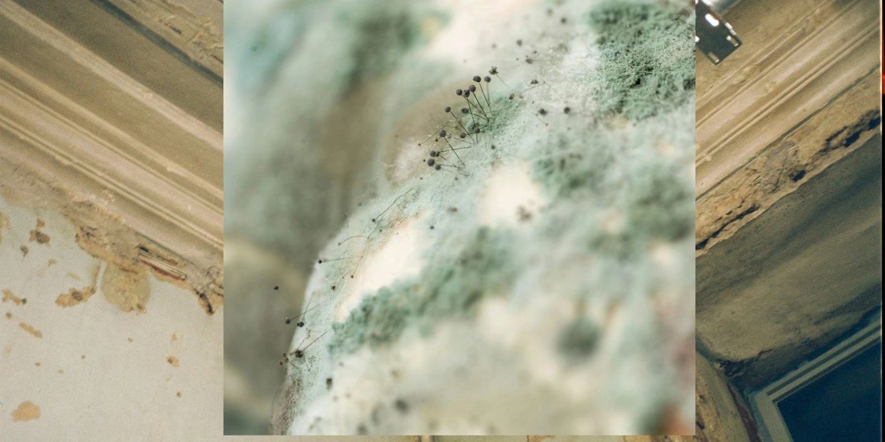 Close-up of mold growing on a surface.