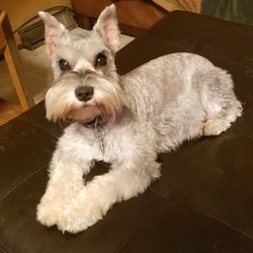 Miniature Schnauzer - Diabetes Mellitus - UFAW