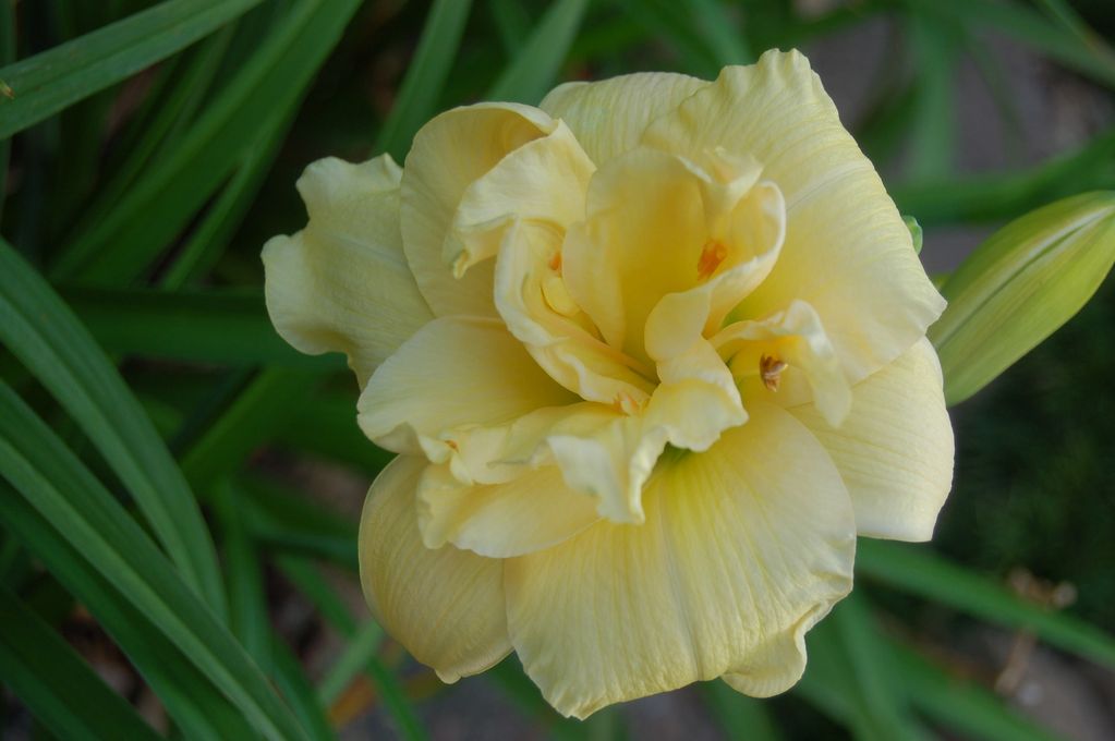 BILLINDA DAYLILY GARDEN