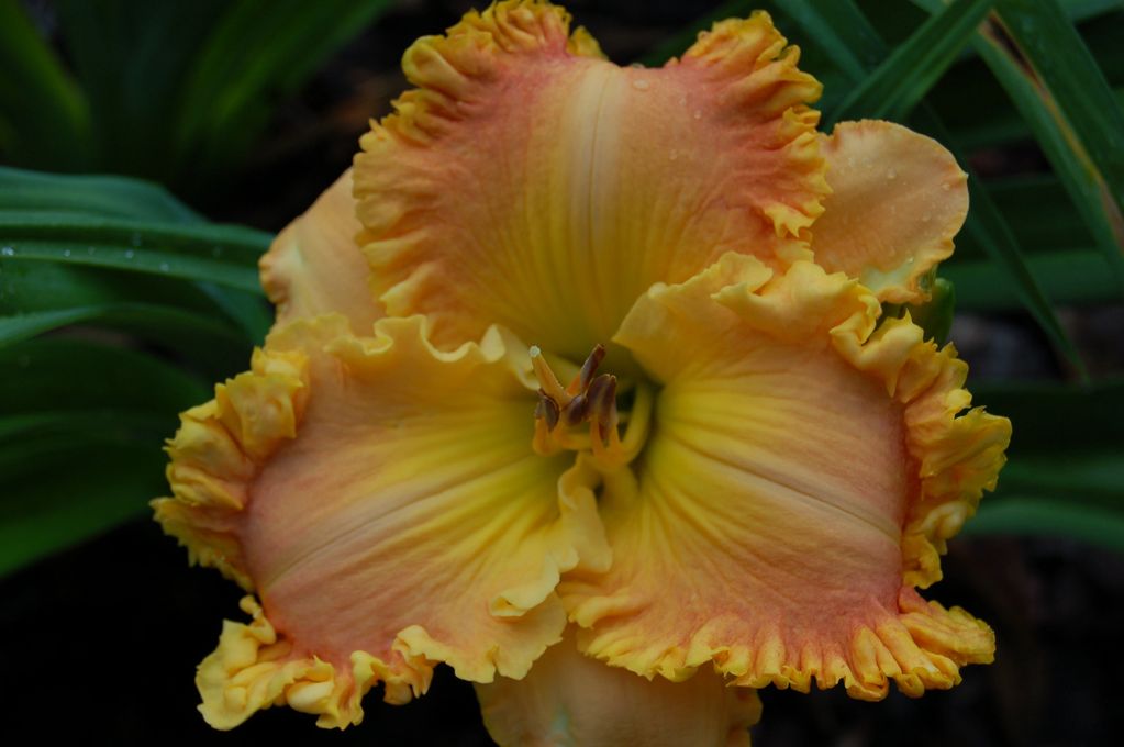 BILLINDA DAYLILY GARDEN