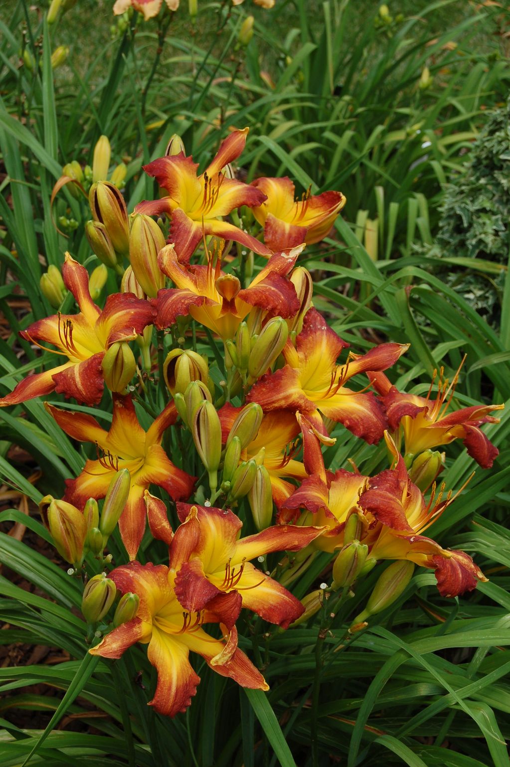 BILLINDA DAYLILY GARDEN