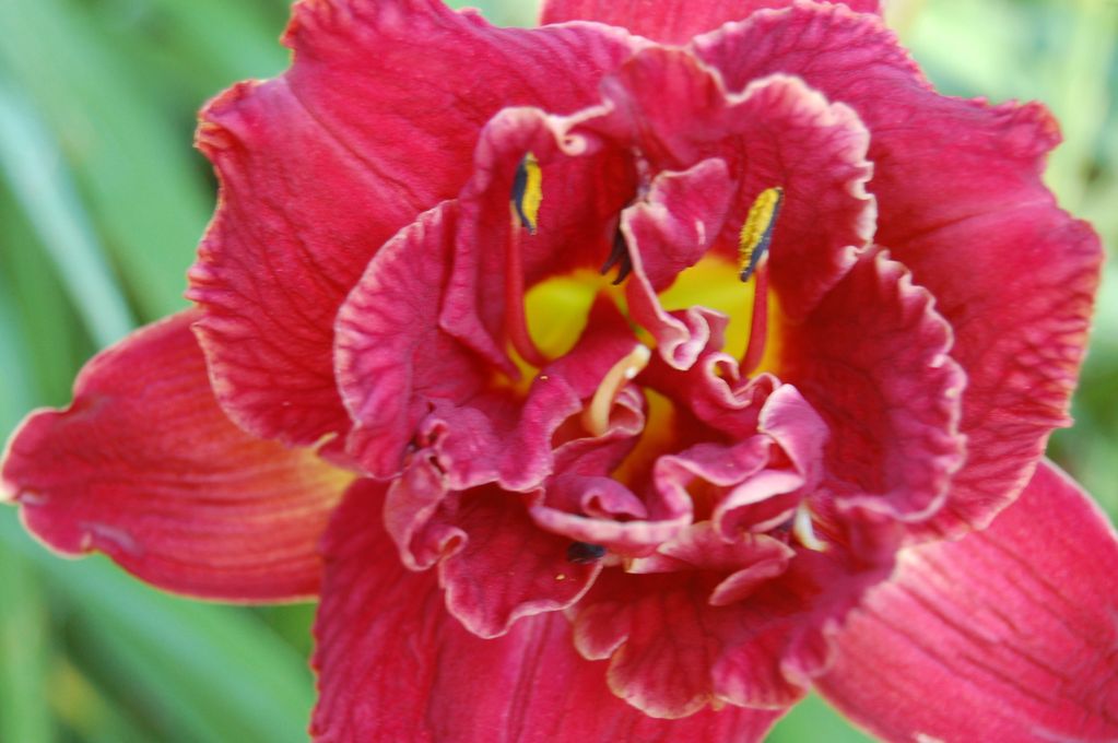 BILLINDA DAYLILY GARDEN