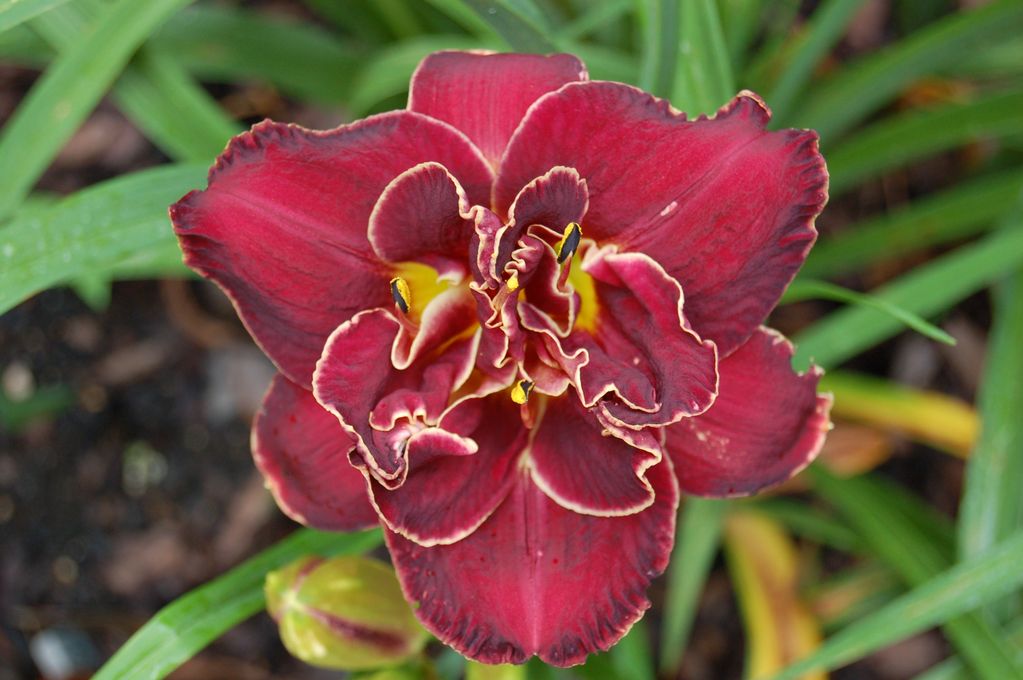 BILLINDA DAYLILY GARDEN