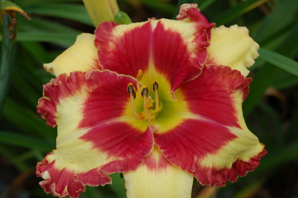 BILLINDA DAYLILY GARDEN