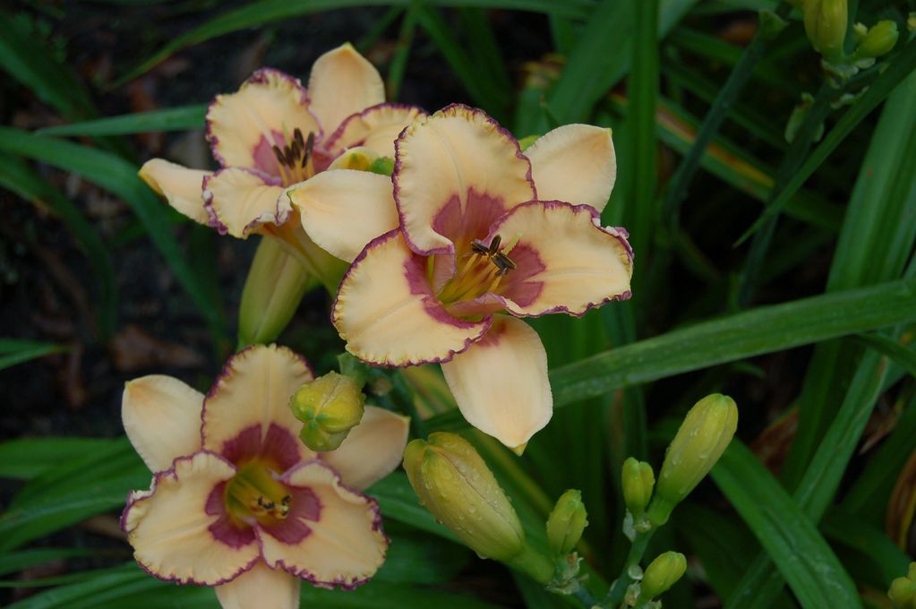 BILLINDA DAYLILY GARDEN