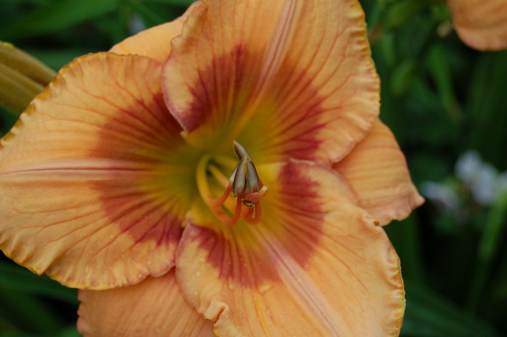 BILLINDA DAYLILY GARDEN