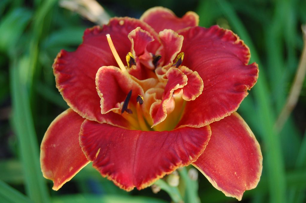 BILLINDA DAYLILY GARDEN