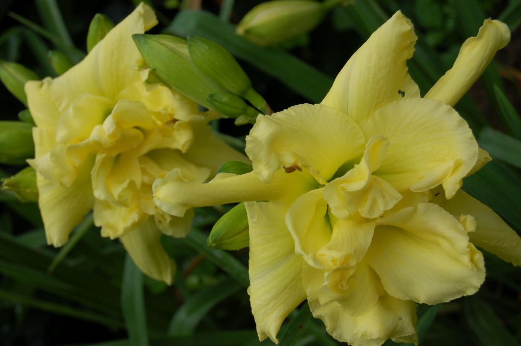 BILLINDA DAYLILY GARDEN