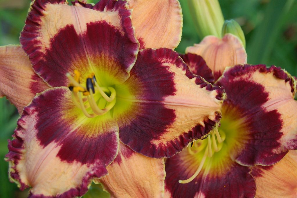 BILLINDA DAYLILY GARDEN