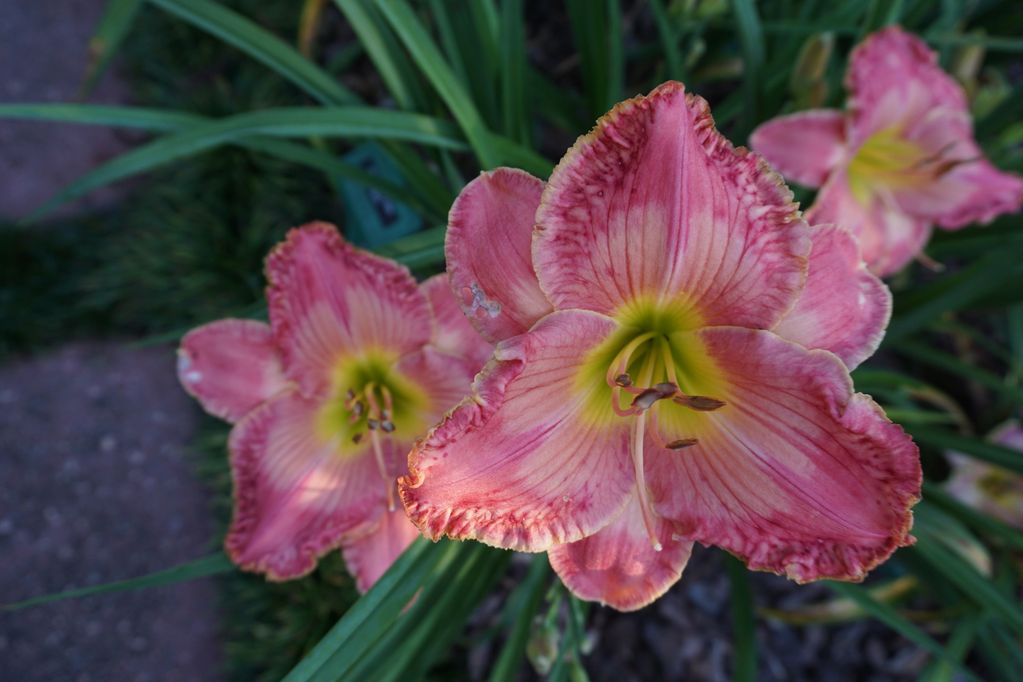 BILLINDA DAYLILY GARDEN