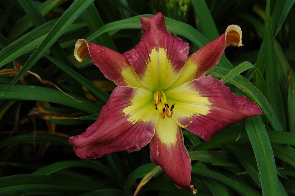 BILLINDA DAYLILY GARDEN