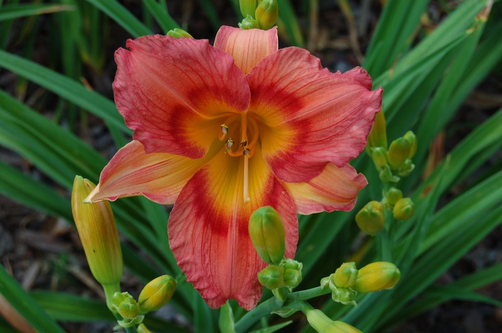 BILLINDA DAYLILY GARDEN