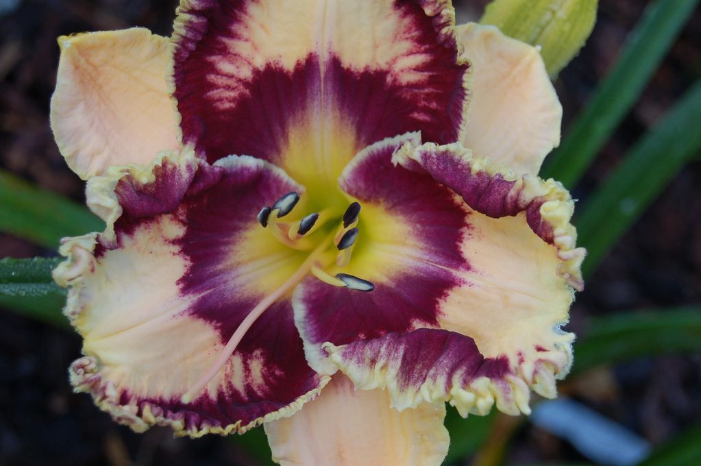 BILLINDA DAYLILY GARDEN