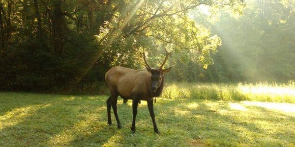 Visit the elk at Oconaluftee. The North Carolina side of the Great Smokies National Park.
